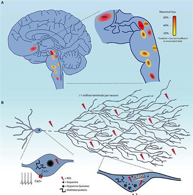 On Cell Loss and Selective Vulnerability of Neuronal Populations in Parkinson's Disease